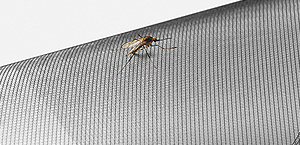 Schutz vor Mücken und Ungeziefer